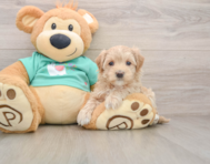 9 week old Maltipoo Puppy For Sale - Pilesgrove Pups