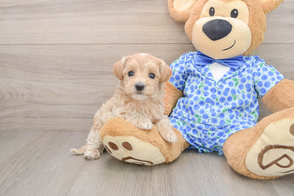 Sweet Maltipoo Baby