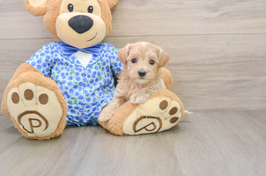 Friendly Maltipoo Baby