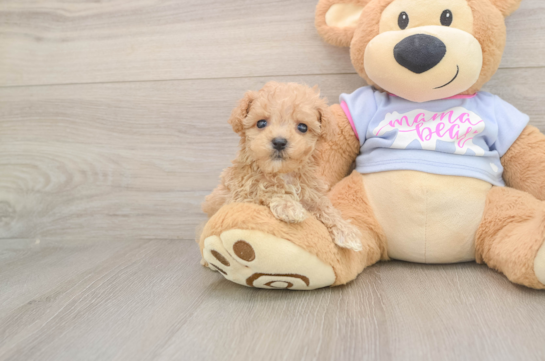 Maltipoo Pup Being Cute