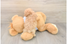 Best Maltipoo Baby