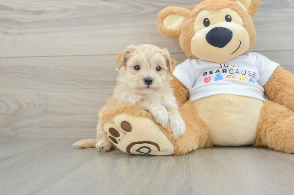7 week old Maltipoo Puppy For Sale - Pilesgrove Pups