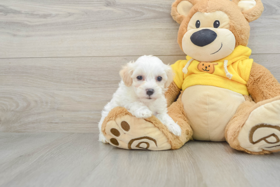 Maltipoo Pup Being Cute