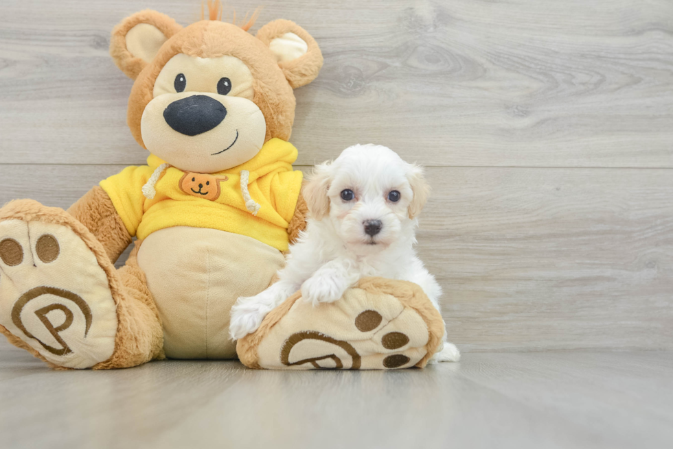 Little Multipoo Poodle Mix Puppy