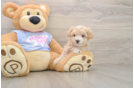 Small Maltipoo Baby