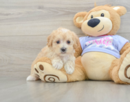 9 week old Maltipoo Puppy For Sale - Pilesgrove Pups