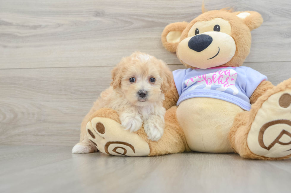 6 week old Maltipoo Puppy For Sale - Pilesgrove Pups