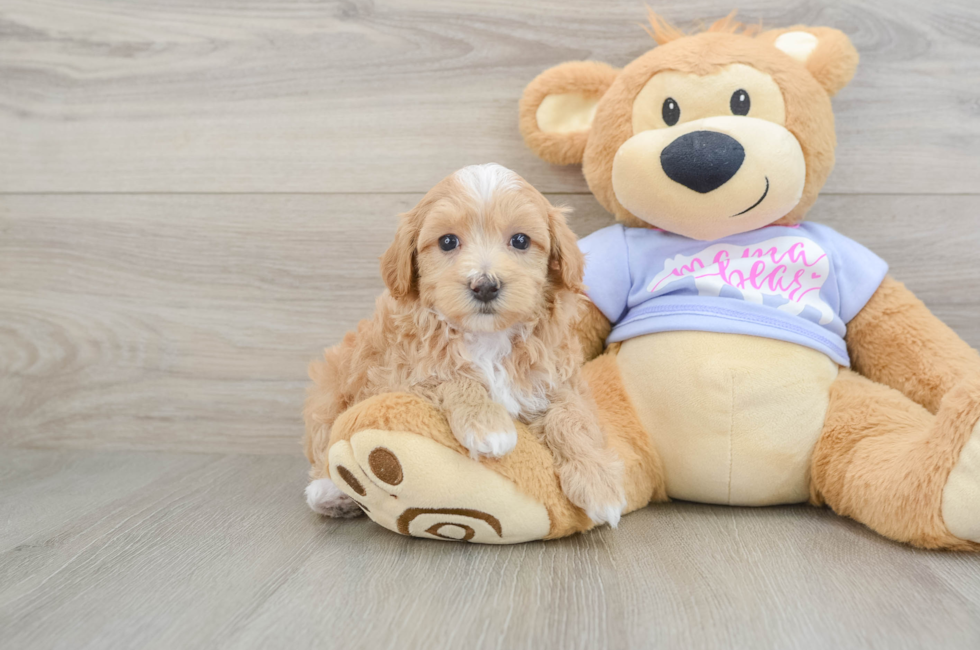 5 week old Maltipoo Puppy For Sale - Pilesgrove Pups