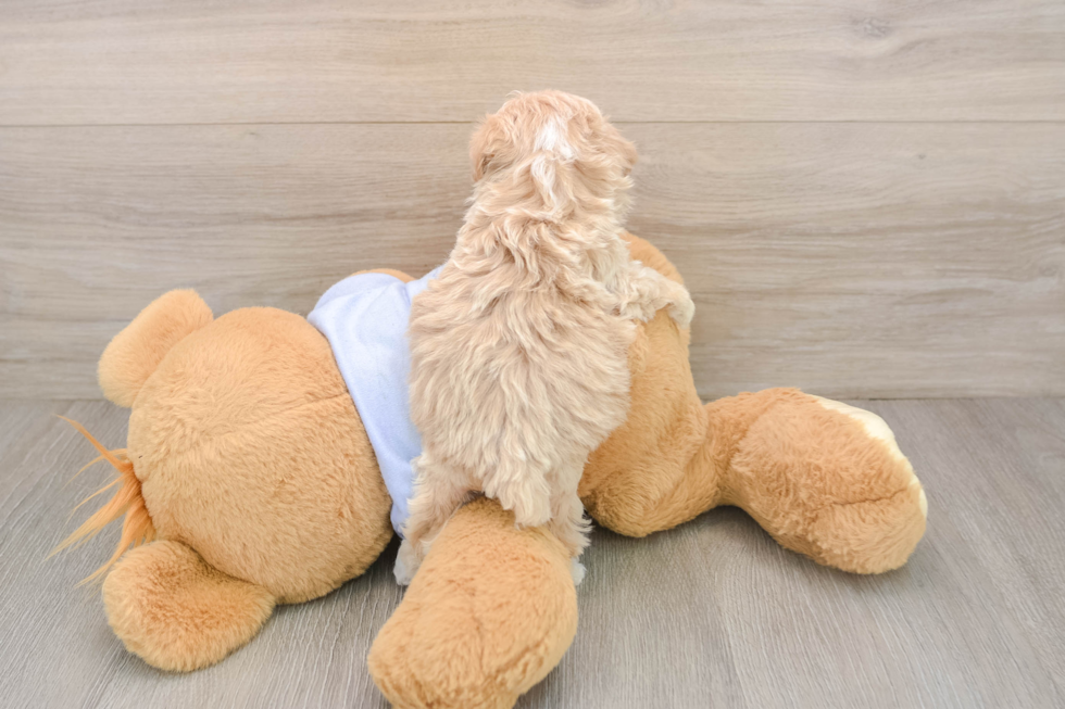 Sweet Maltipoo Baby