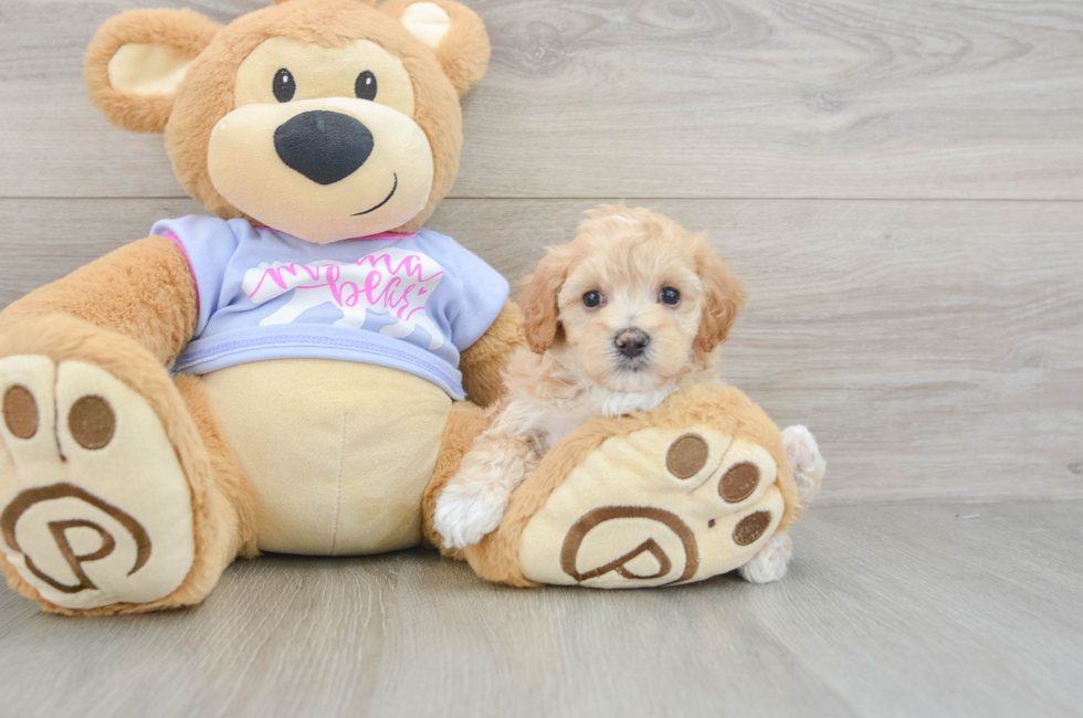 6 week old Maltipoo Puppy For Sale - Pilesgrove Pups