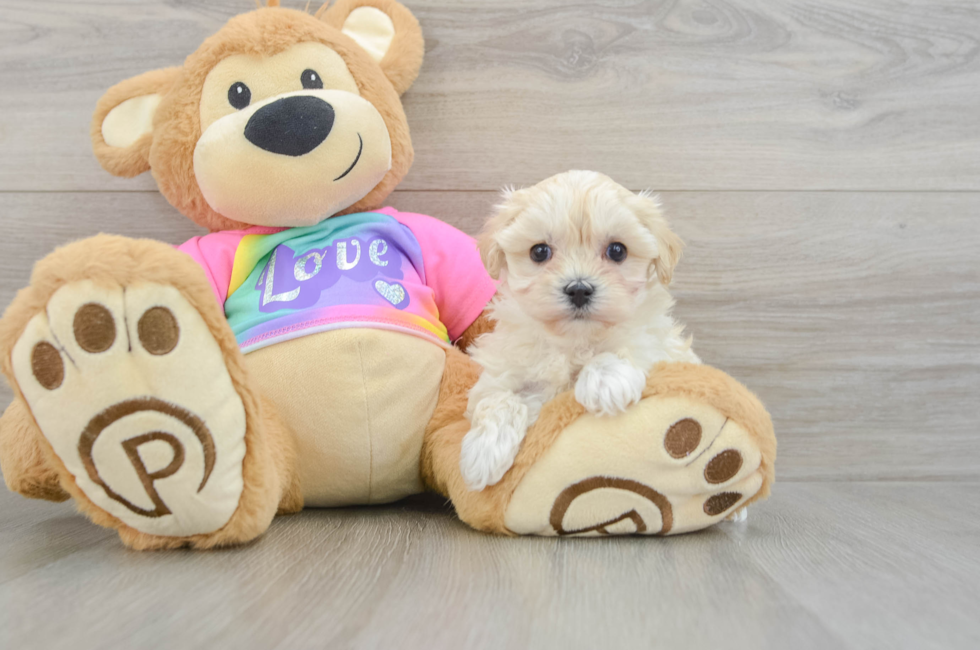 7 week old Maltipoo Puppy For Sale - Pilesgrove Pups
