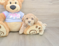 6 week old Maltipoo Puppy For Sale - Pilesgrove Pups