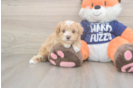 Best Maltipoo Baby