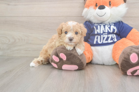 Best Maltipoo Baby