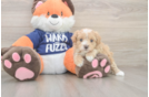 Energetic Malt a Poo Poodle Mix Puppy