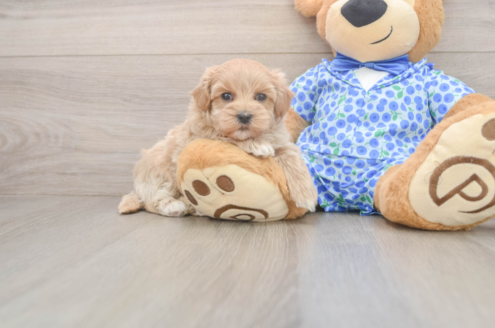 6 week old Maltipoo Puppy For Sale - Pilesgrove Pups