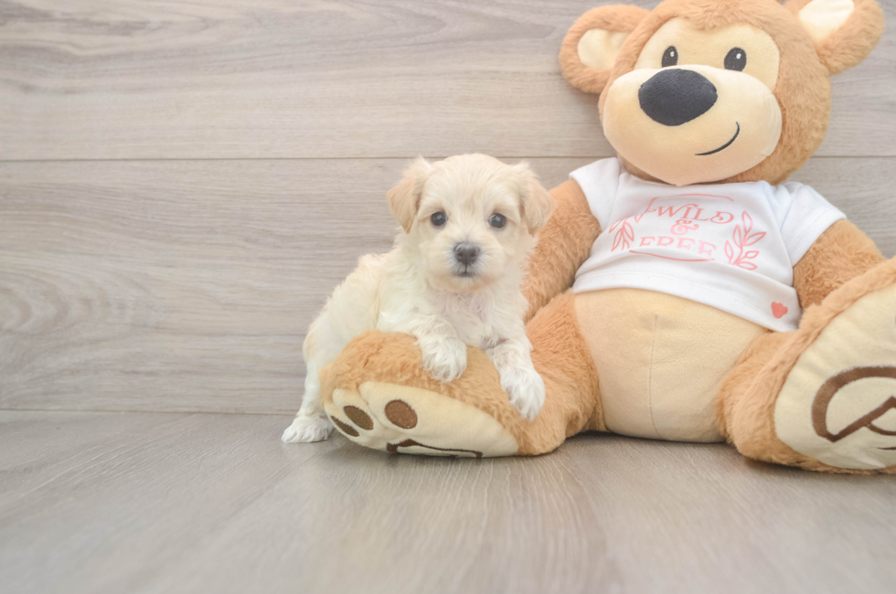 5 week old Maltipoo Puppy For Sale - Pilesgrove Pups
