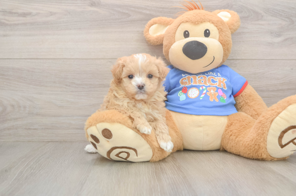 5 week old Maltipoo Puppy For Sale - Pilesgrove Pups