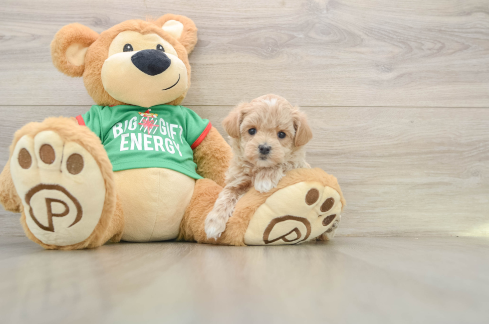 5 week old Maltipoo Puppy For Sale - Pilesgrove Pups