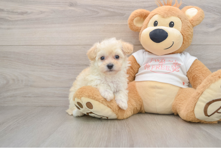 Maltipoo Puppy for Adoption