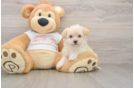 Maltipoo Puppy for Adoption