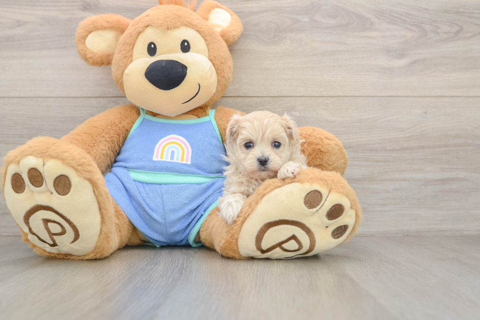 Funny Maltipoo Poodle Mix Pup