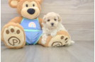 Energetic Maltidoodle Poodle Mix Puppy
