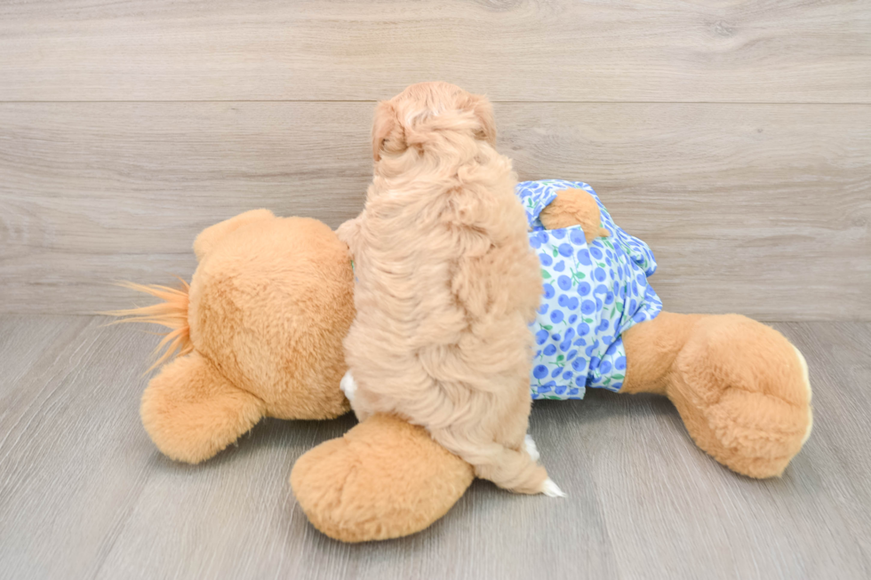Popular Maltipoo Poodle Mix Pup