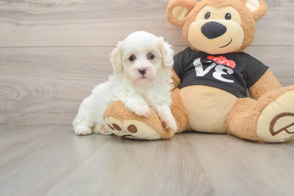 Maltipoo Puppy for Adoption