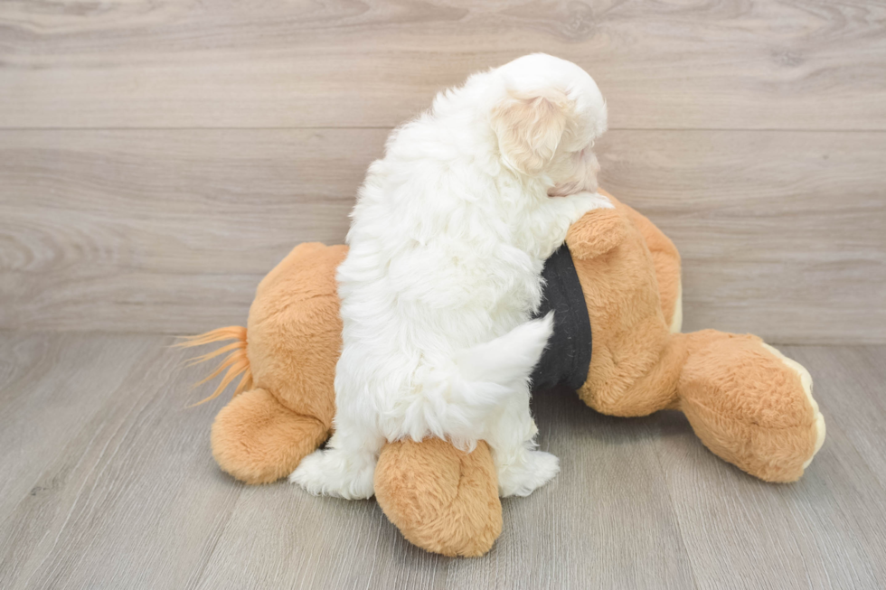 Little Malt Oodle Poodle Mix Puppy