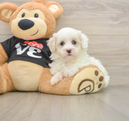 8 week old Maltipoo Puppy For Sale - Pilesgrove Pups