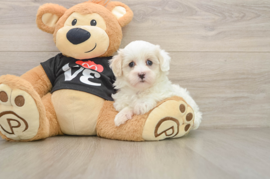 Happy Maltipoo Baby