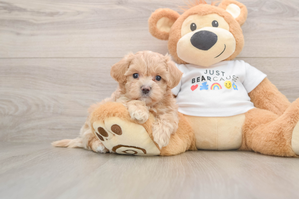 Maltipoo Puppy for Adoption