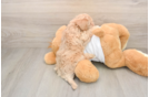 Little Multipoo Poodle Mix Puppy