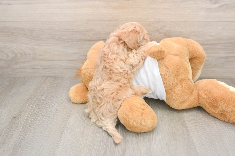 Little Multipoo Poodle Mix Puppy