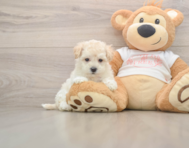8 week old Maltipoo Puppy For Sale - Pilesgrove Pups