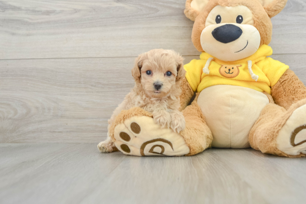 Playful Malt a Poo Poodle Mix Puppy