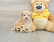 8 week old Maltipoo Puppy For Sale - Pilesgrove Pups