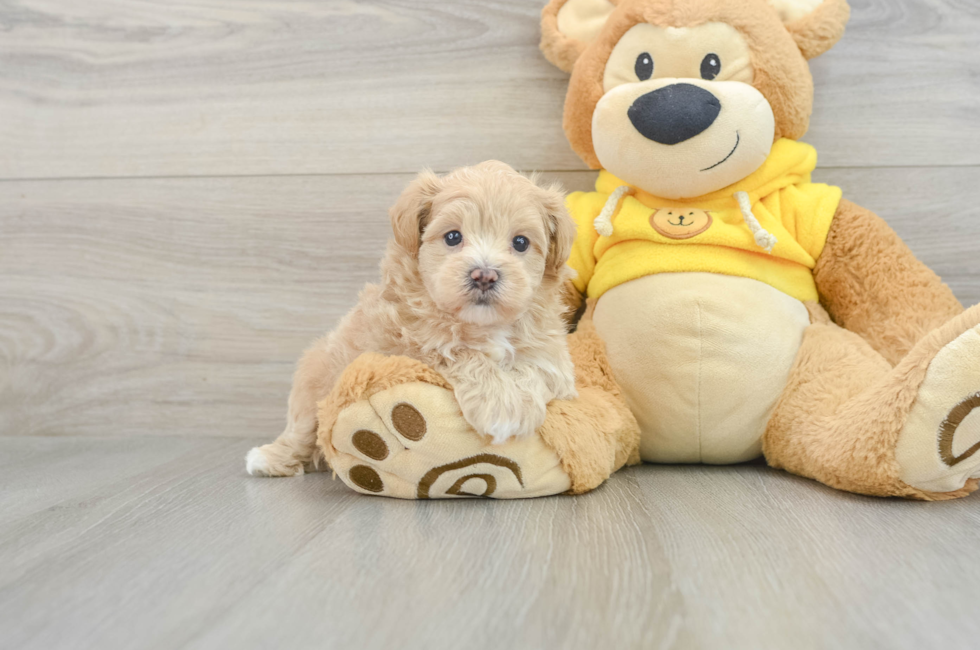 6 week old Maltipoo Puppy For Sale - Pilesgrove Pups