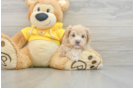 Maltipoo Puppy for Adoption