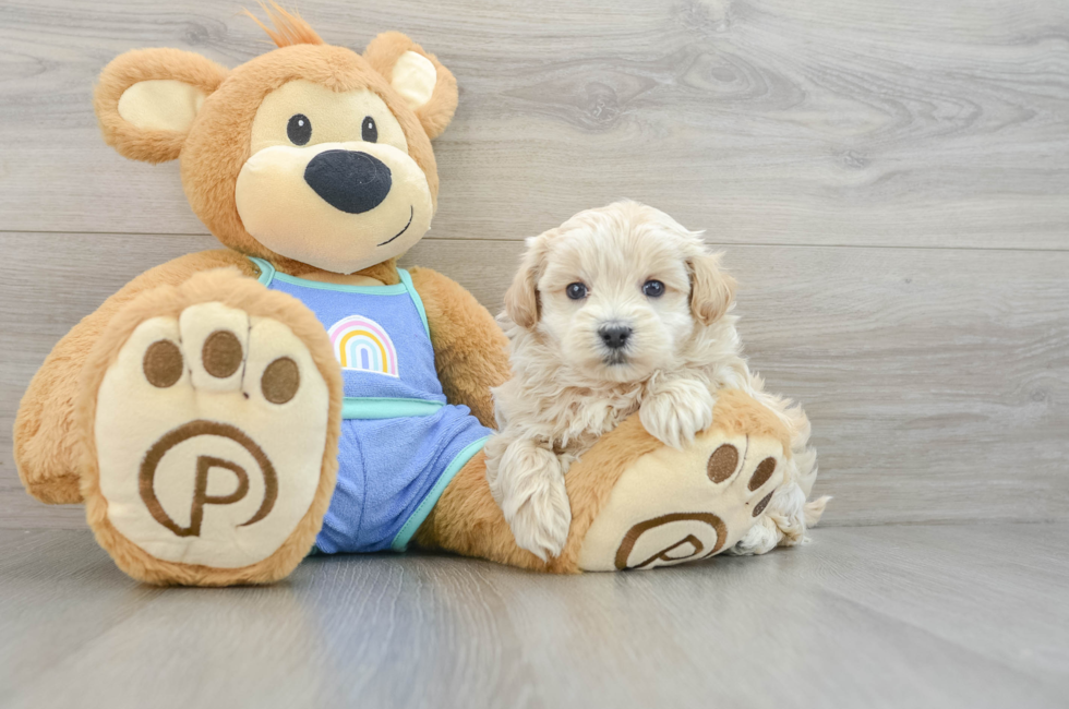 7 week old Maltipoo Puppy For Sale - Pilesgrove Pups