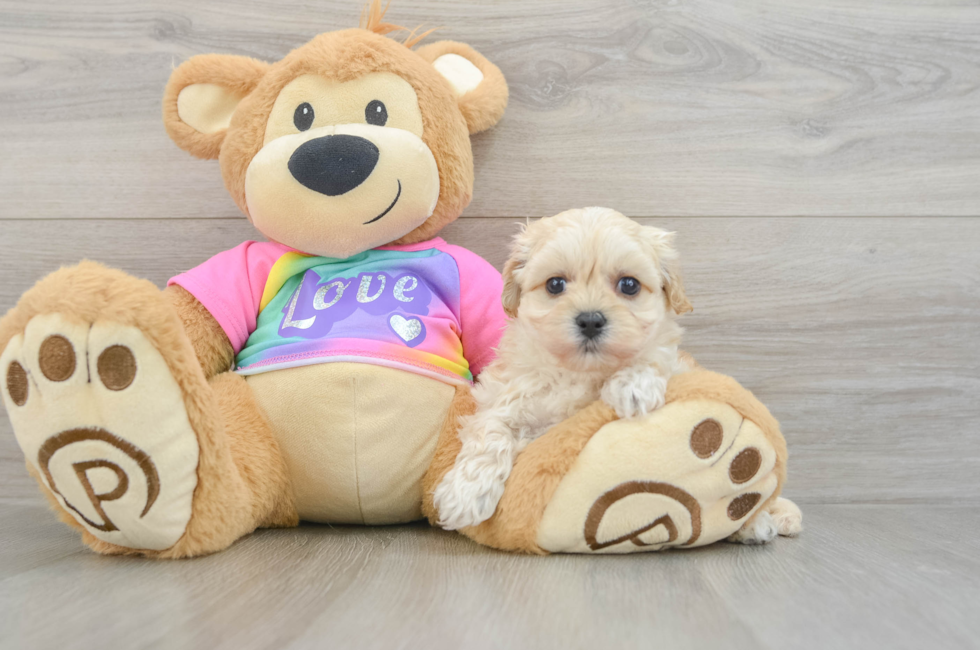 7 week old Maltipoo Puppy For Sale - Pilesgrove Pups