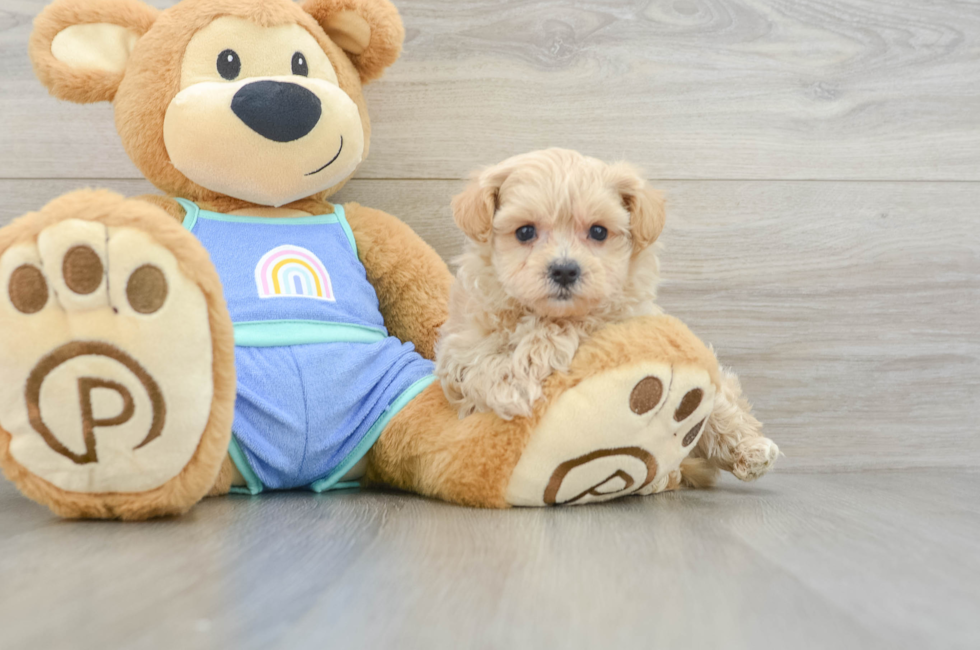 6 week old Maltipoo Puppy For Sale - Pilesgrove Pups