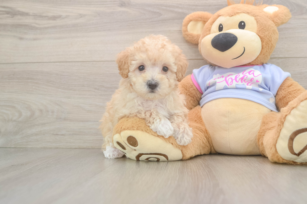 6 week old Maltipoo Puppy For Sale - Pilesgrove Pups