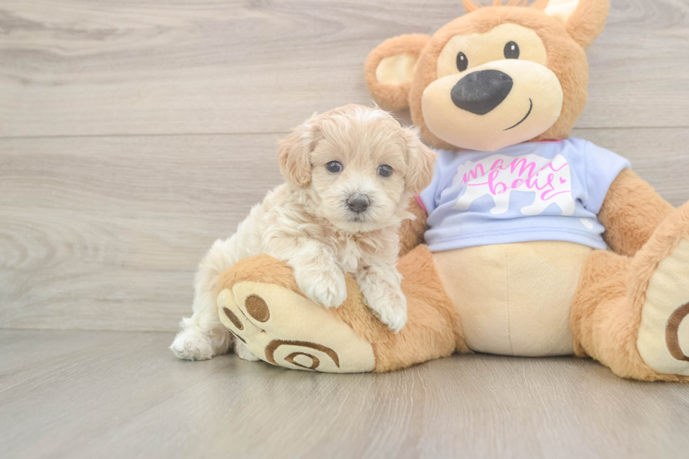 Maltipoo Puppy for Adoption