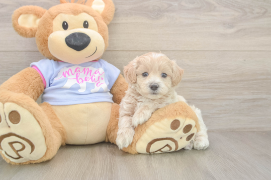 Sweet Maltipoo Baby