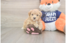 Maltipoo Puppy for Adoption