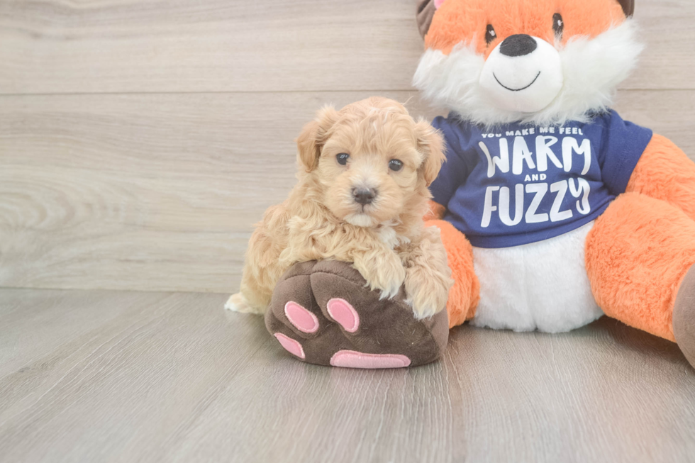 Maltipoo Puppy for Adoption