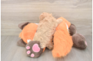 Maltipoo Puppy for Adoption