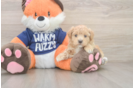Maltipoo Puppy for Adoption